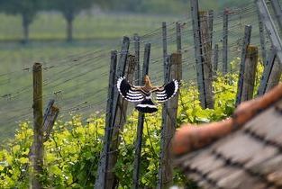 Wiedehopf am Eichberg