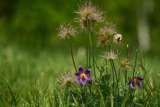 Gew�hnliche K�chenschelle