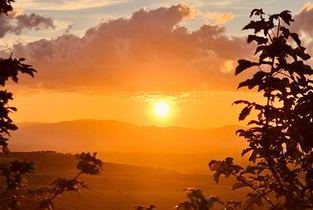 Helm-Knabenkraut mit Insekt