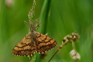 Heidespanner_M�nnchen